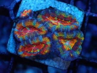 ĎގҎ<br/>Rainbow Frag
