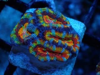 ĎގҎ<br/>Rainbow Frag
