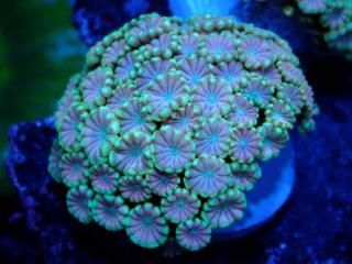 ﾊﾅｶﾞｻｻﾝｺﾞ・ｱﾜｻﾝｺﾞ - AQUASTAGE 518