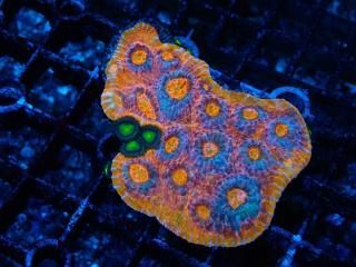 Ď׎؎  <br/> After Burner Chalice 