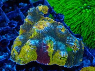 Ď׎؎  <br/> Gold Chalice Rainbow Grade