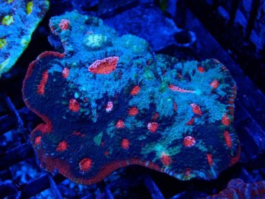 ｵｰｽﾄﾗﾘｱ産 After Burner Chalice - AQUASTAGE 518