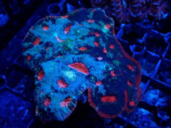 値下げ！オーストラリア産　オオバナサンゴ オオバナサンゴ、スコリミア、カクオオトゲなどオーストラリア産