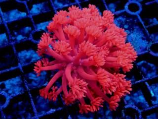 ハナガササンゴレッド ハナガササンゴ レッド【インドネシア産】 | 海水魚図鑑（過去