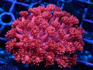 ちょこざいブレイン　アワサンゴ 本日発売】SEIKO PROSPEX DATSUN 240Z コラボレーション限定