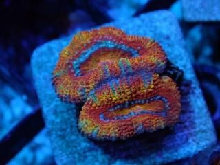 ｶｸｵｵﾄｹﾞｷｸﾒｲｼ - AQUASTAGE 518