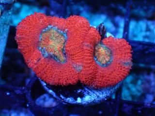 ｶｸｵｵﾄｹﾞｷｸﾒｲｼ - AQUASTAGE 518