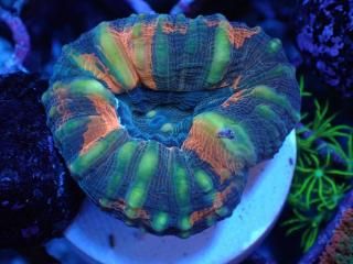 アクアサンテ Amazon.com : Aquascape UltraKlear 2500 28-Watt UV Clarifier