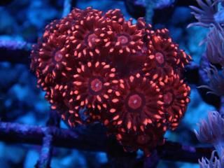 ﾊﾅｶﾞｻｻﾝｺﾞ・ｱﾜｻﾝｺﾞ - AQUASTAGE 518