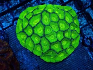 Ď׎؎ ҎɎҎ<br/>Toxic Green