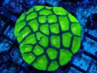 Ď׎؎ ҎɎҎ<br/>Toxic Green