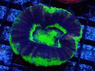 Scolymia <br/> UFO
