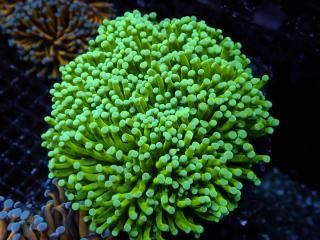 ハナサンゴ green & gold ハナサンゴ green & gold ハナサンゴ green & gold サンゴ,LPS