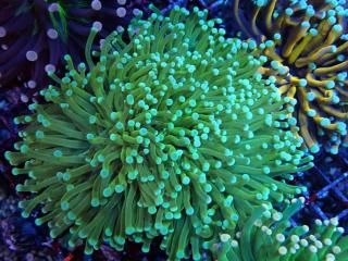 Torch Coral <br/> Aussie BANANA