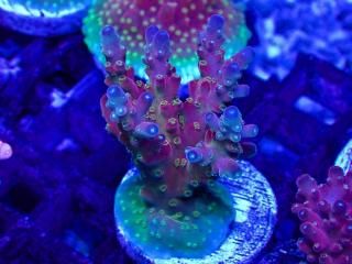 CE Acro <br/>Cherry Blossom