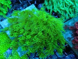 Ď׎؎ Goniopora<br/>Toxic Green