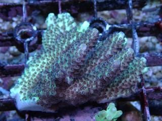 Tiny Acro<br/>Nasuta Blue