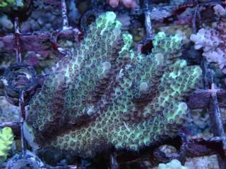 Tiny Acro<br/>Nasuta Blue