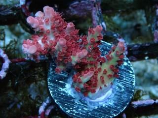 CE Acro <br/>Pc Rainbow ASB