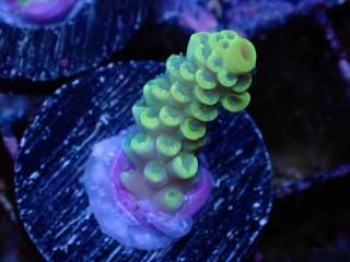  Acropora Frag<br>Tenuis Yellow Blue Polyp