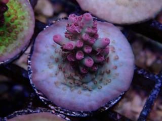  Acropora Frag<br>Blueberry Nasuta