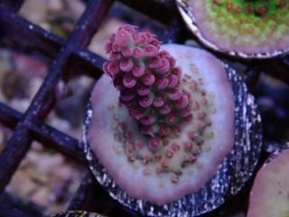  Acropora Frag<br>Blueberry Nasuta