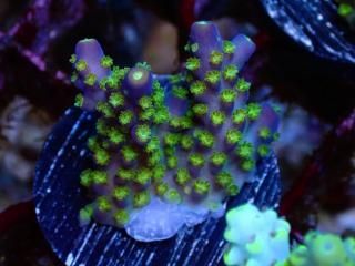 CE Acro <br/>Ying Yang ASB