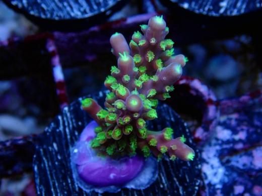 AQUA Coral出品ページ SPS - コーラルアクアティック