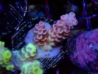  Acro Frag<br>Tenuis