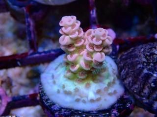  Acro Frag<br>Tenuis