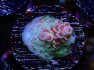  Acro Frag<br>Tenuis