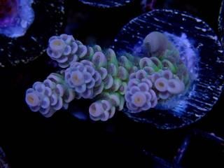  Acro Frag<br>Tenuis