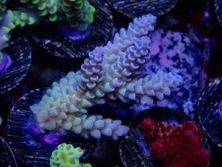  Acro Frag<br>Tenuis