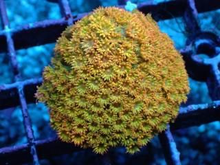 �������Ď׎؎��� Bernadopora <br/>Ginja Ninja