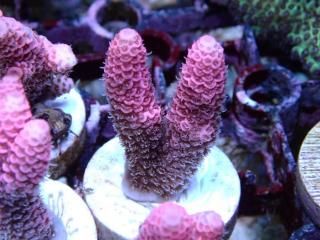 CE Acro <br/>Mille Pink