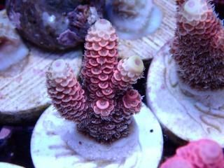 CE Acro <br/>Mille Champagne Watermelon