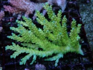 Acropora <br>Selago Blue Tip