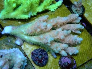 Acropora sp<br>