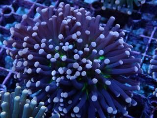 Torch Coral <br/> Black Polyp Center Green