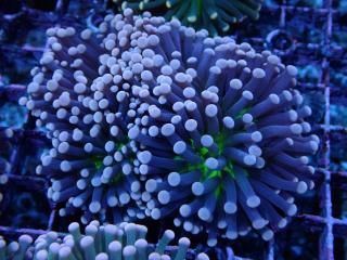 Torch Coral <br/> Black Polyp Center Green