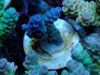 CE Acro <br/>Tenuis Blue