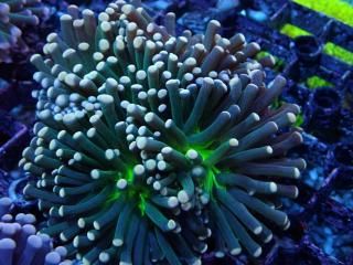 Torch Coral <br/> Green Pink Tip
