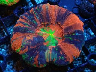 Scolymia <br/> Master Grade RARE Fireworks
