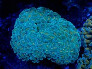 �������Ď׎؎��� �Ŏ��ގڎʎŎ��ݎ���<br/>Gold Stem