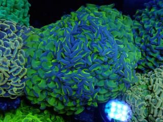 ﾅｶﾞﾚﾊﾅｻﾝｺﾞ・ﾀｺｱｼｻﾝｺﾞ・ﾊﾅｻﾝｺﾞ - AQUASTAGE 518