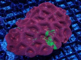 Homophyllia <br/>bowerbanki Bleeding Apple collar