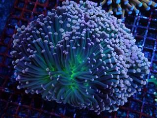 Torch Coral <br/> Green Pink Tip