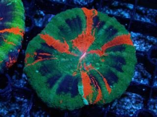 Scolymia <br/> High End Ultra RARE

