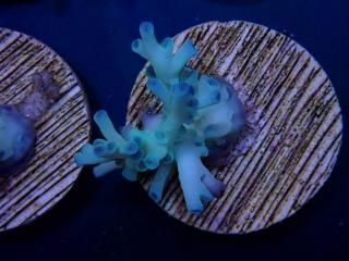 CE Acro <br/>Echinata