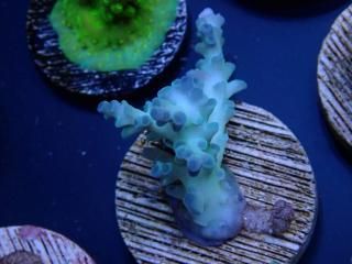 CE Acro <br/>Echinata